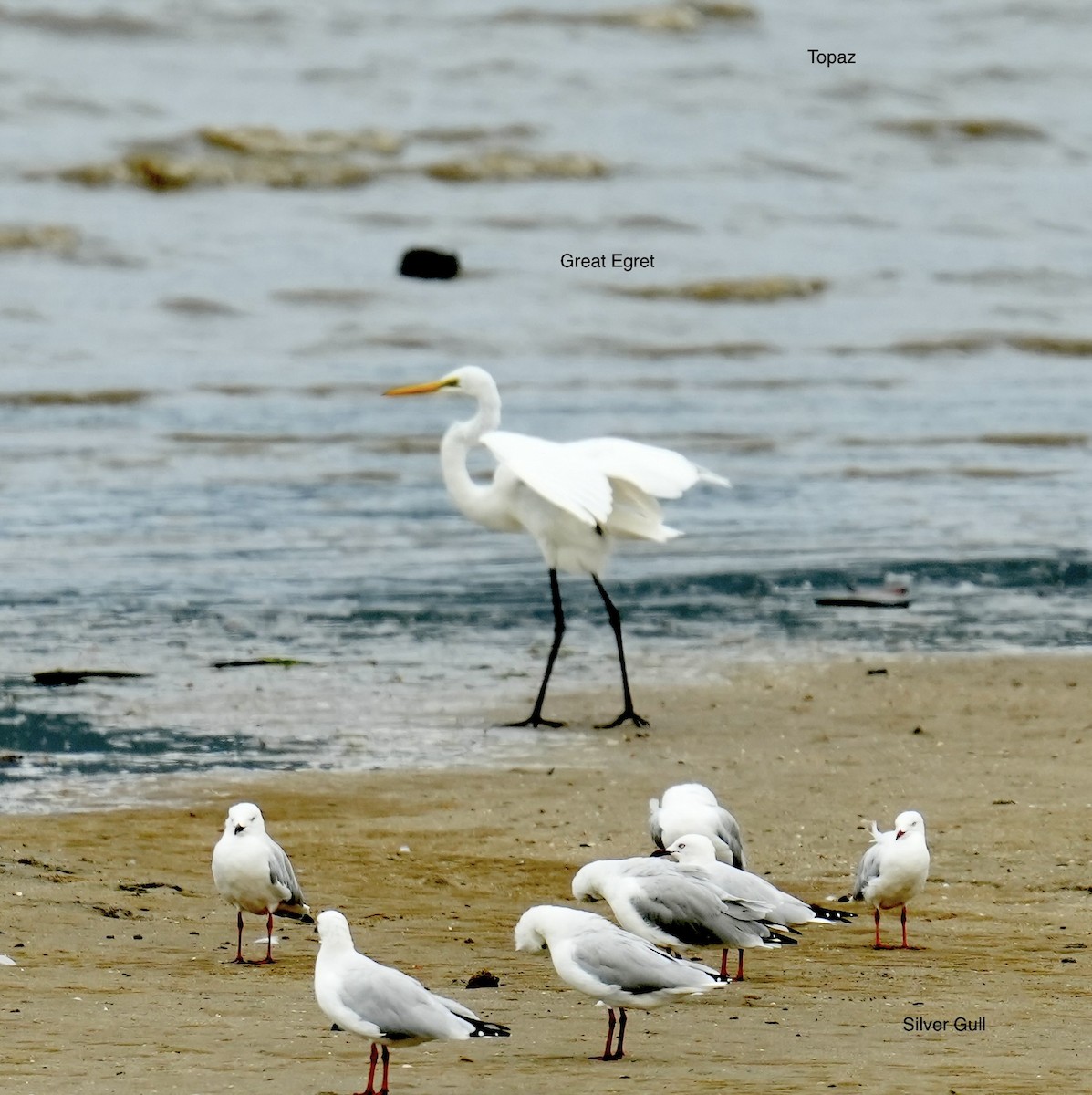 Silver Gull - ML646771789