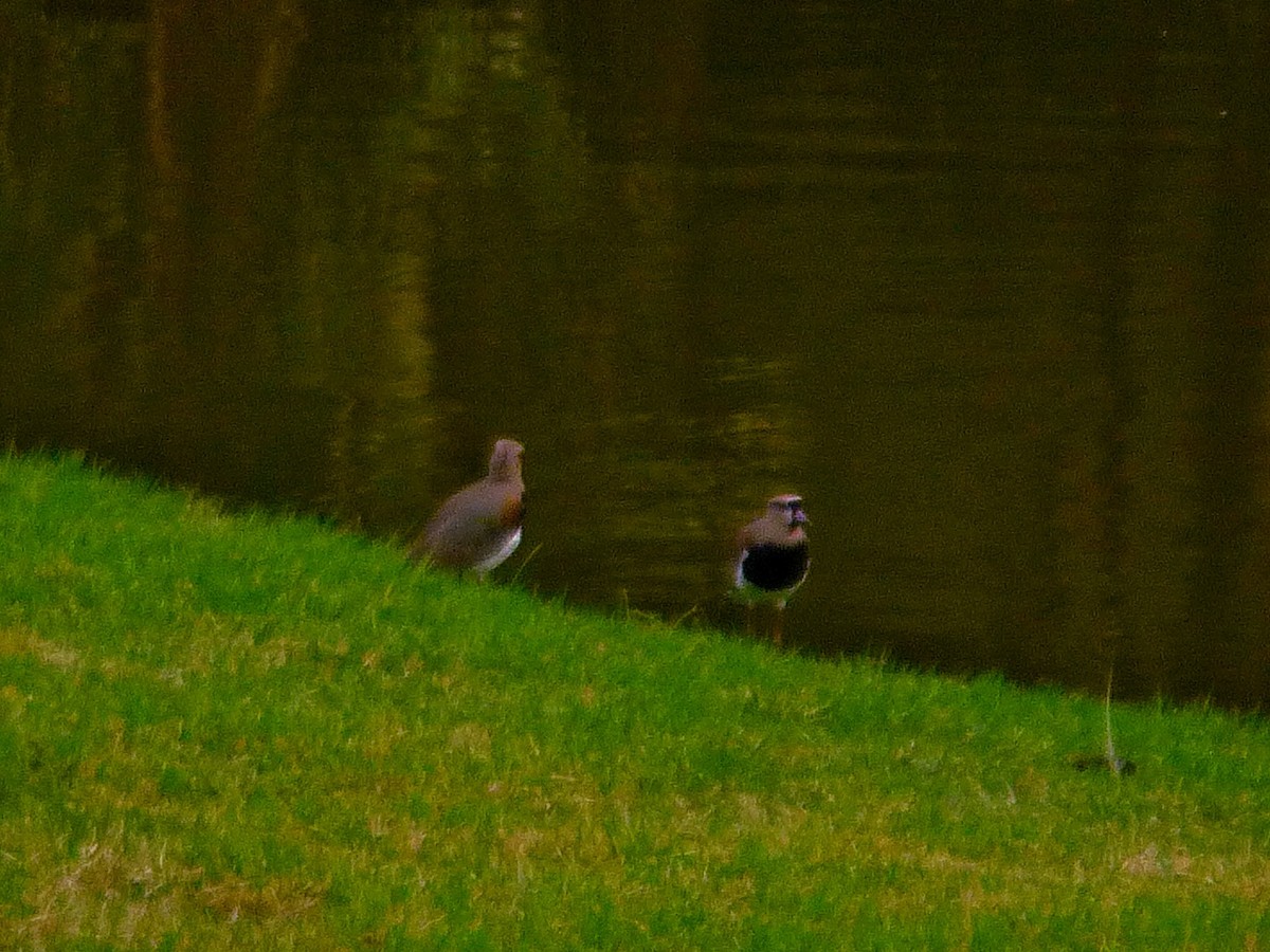 Southern Lapwing - ML646771790