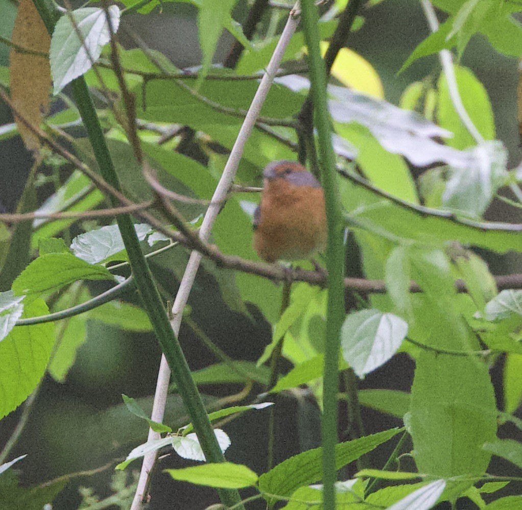 rustbrynspurv - ML646771793