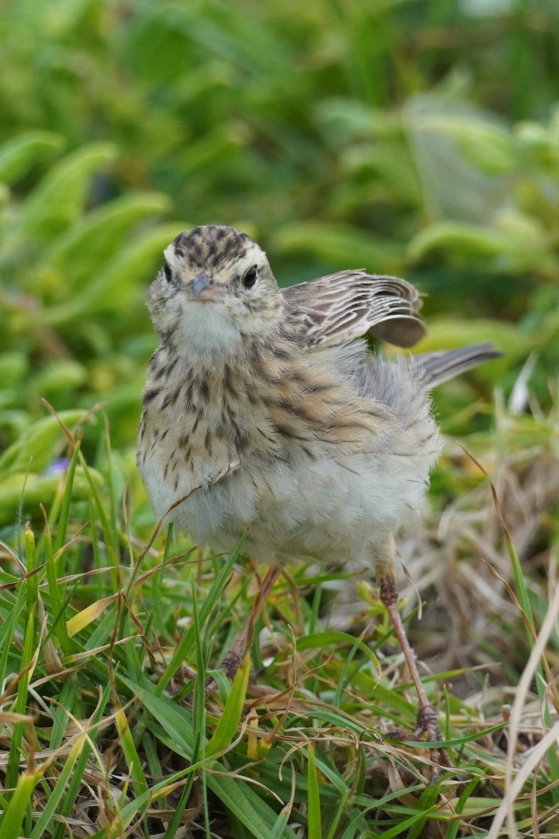 Australian Pipit - ML646771794