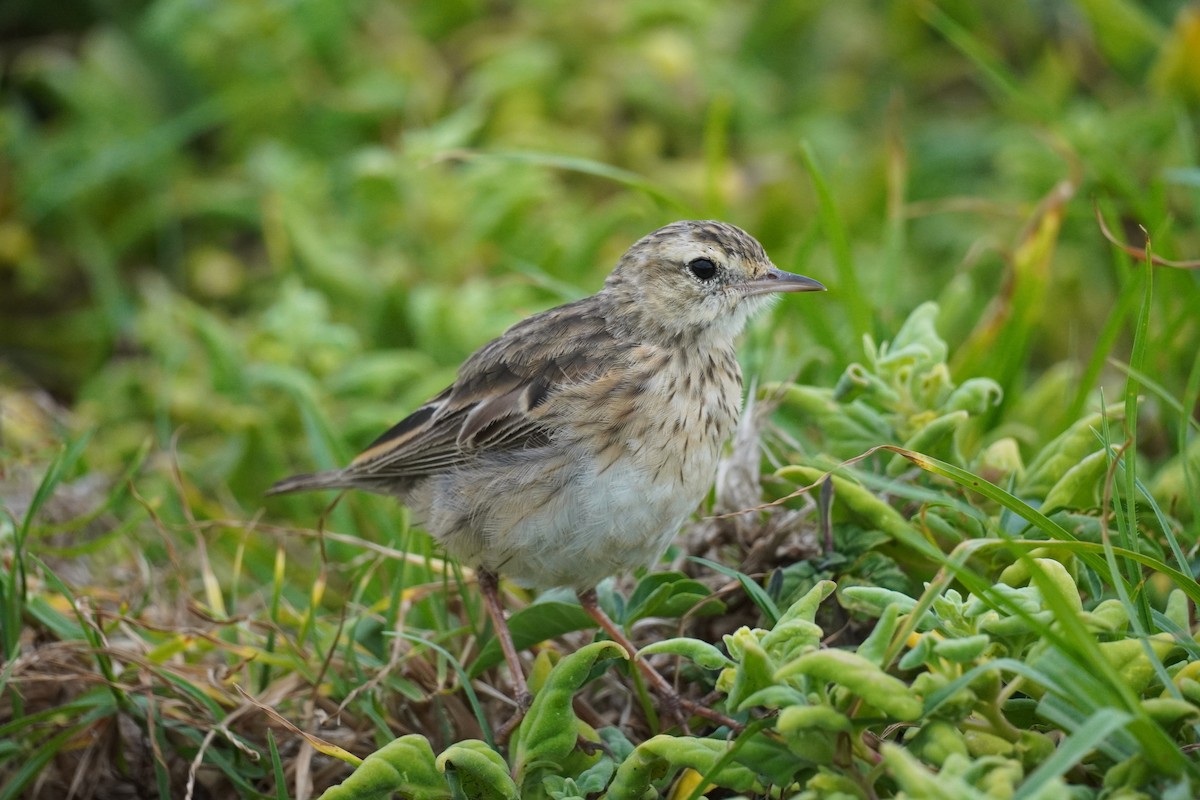 Australian Pipit - ML646771795