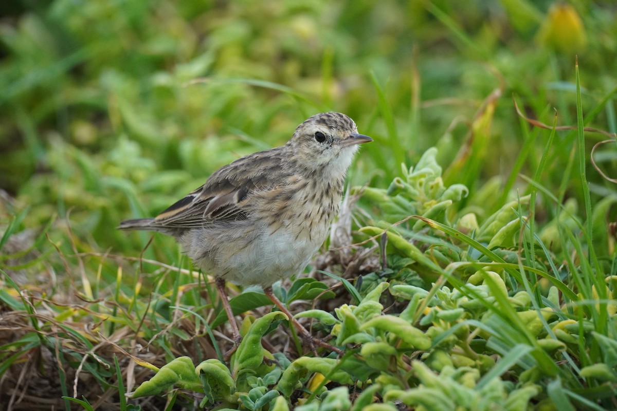 Australian Pipit - ML646771796