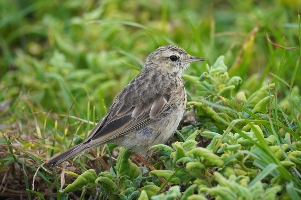 Australian Pipit - ML646771797