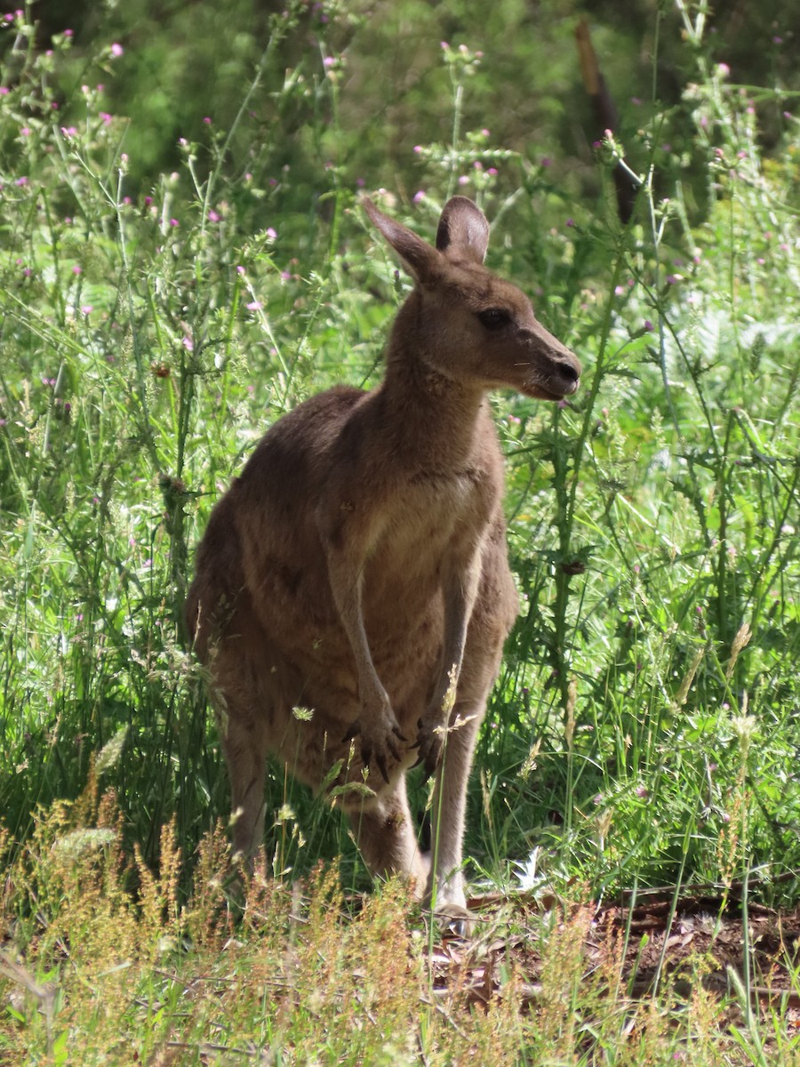 Doğu Boz Kangurusu - ML646771800