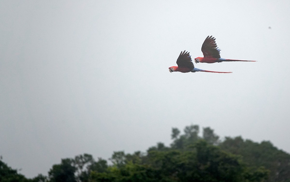 コンゴウインコ - ML646771802