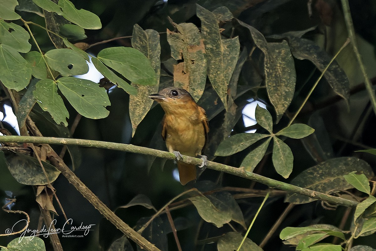 Pink-throated Becard - ML646771805