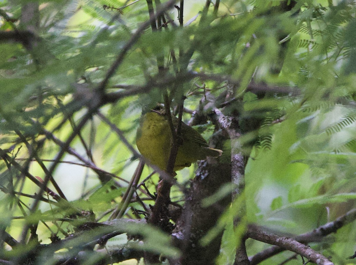 ildkroneparula - ML646771812