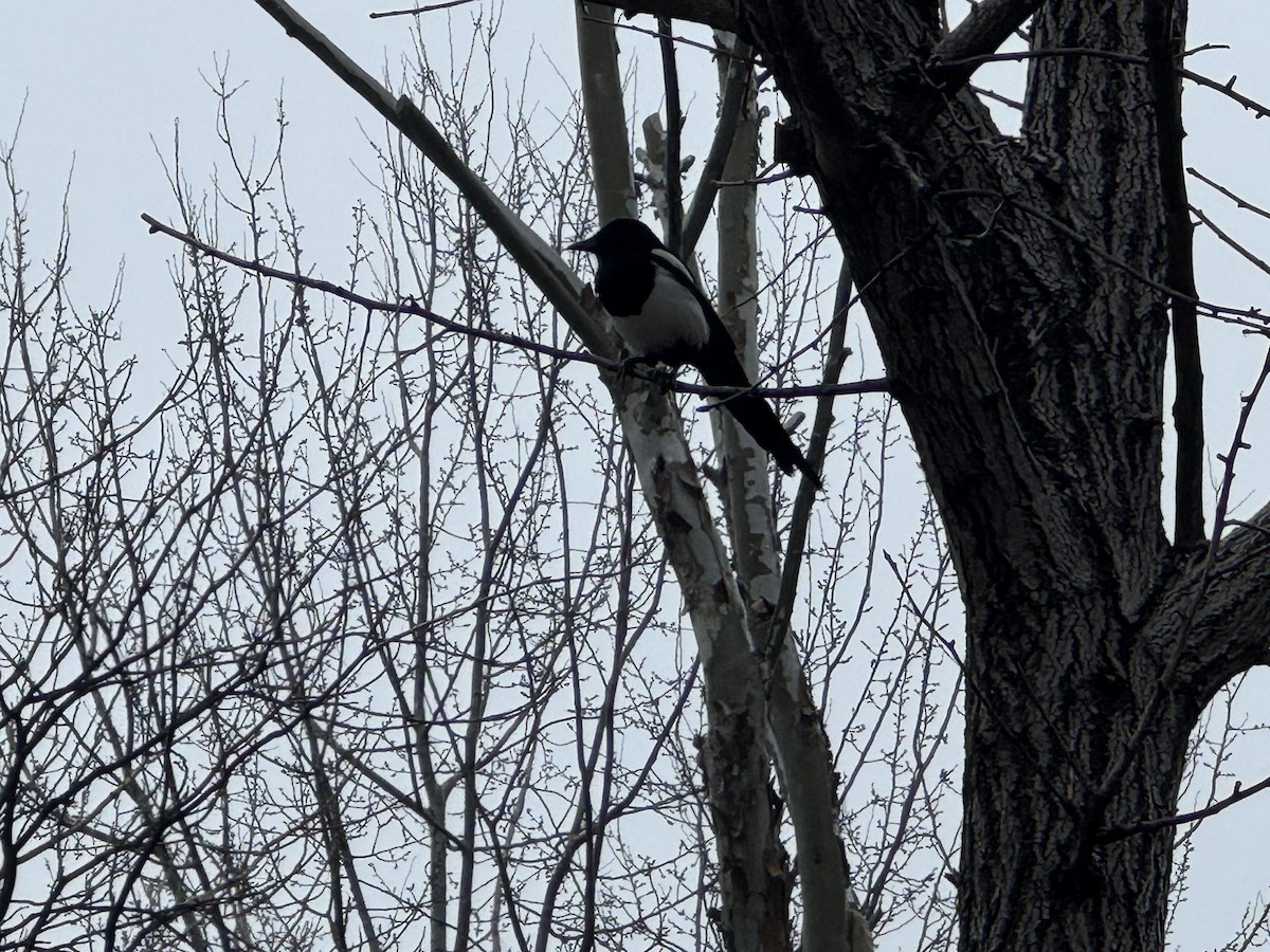 Oriental Magpie - ML646771813