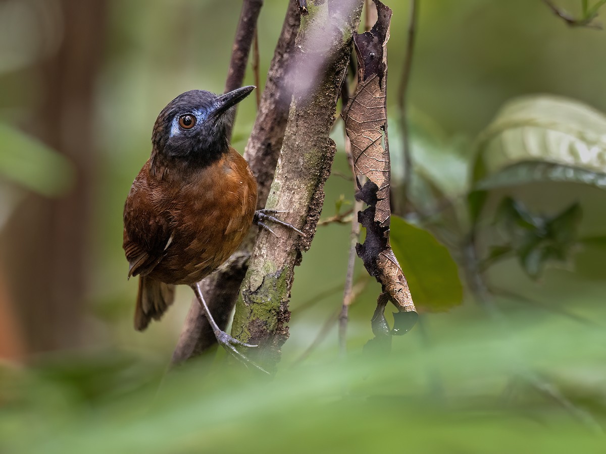 Chestnut-backed Antbird - ML646771815