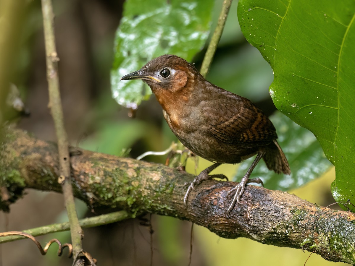 Song Wren - ML646771817