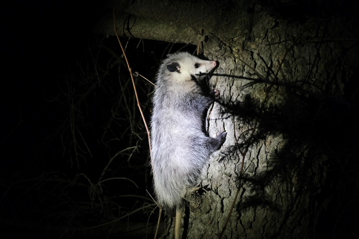 Virginia Opossum - ML646771818