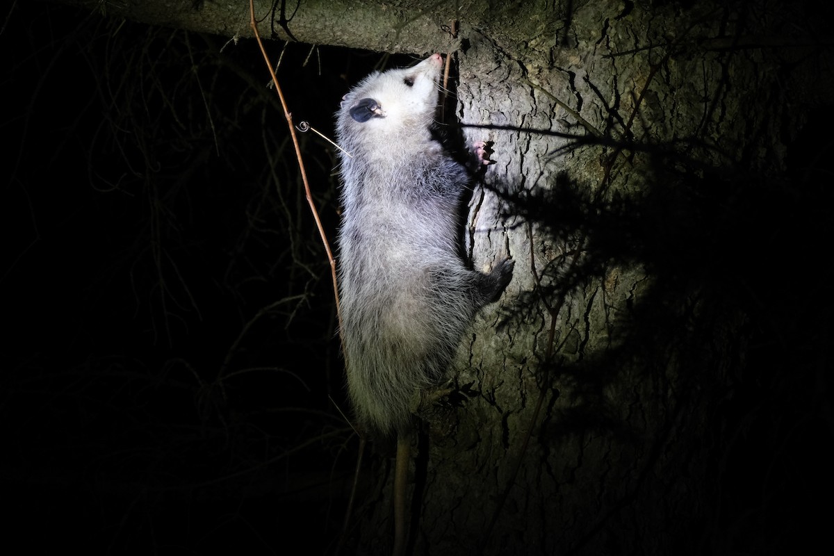 Virginia Opossum - ML646771819