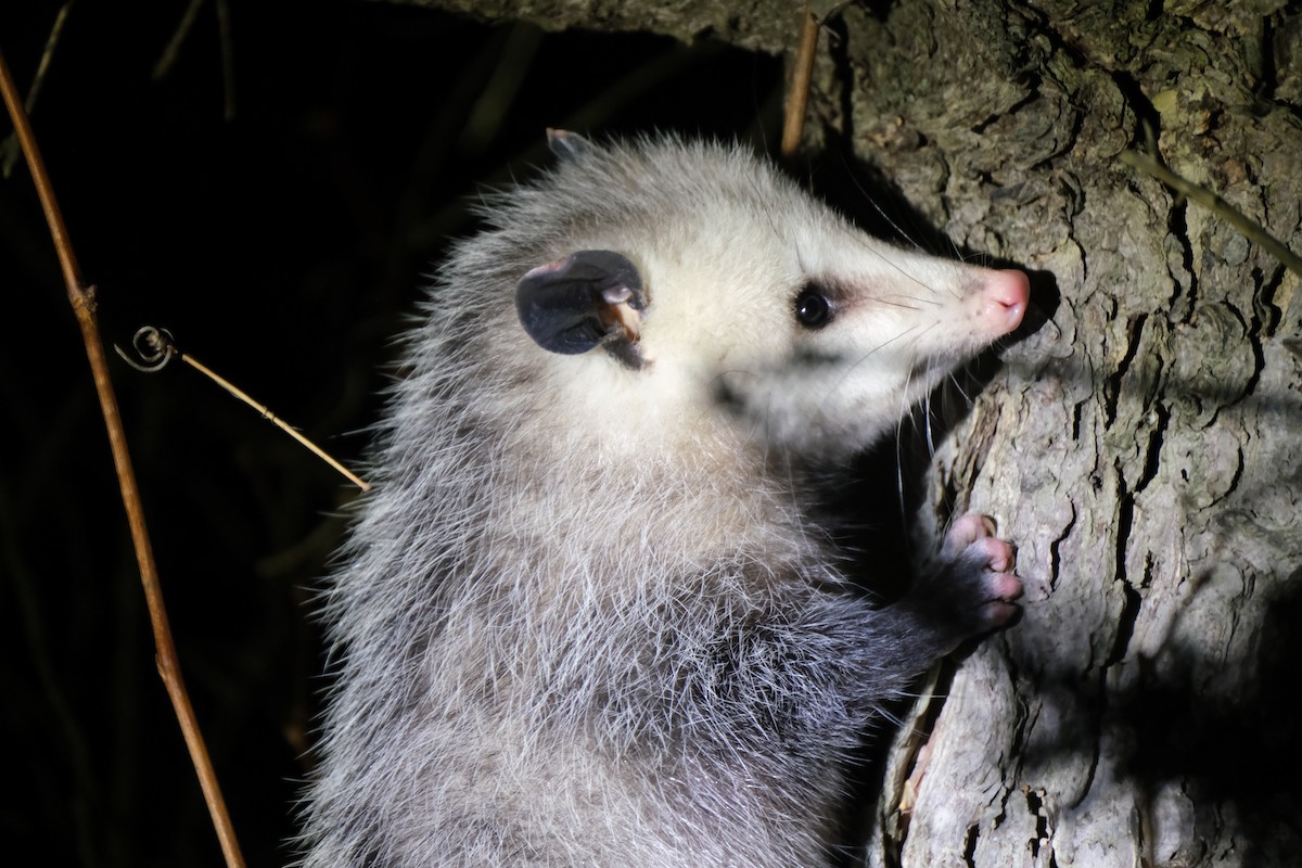 Virginia Opossum - ML646771820