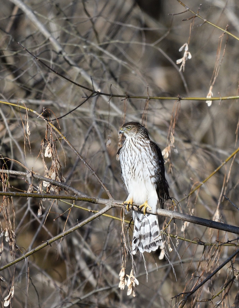 Épervier de Cooper - ML646771821