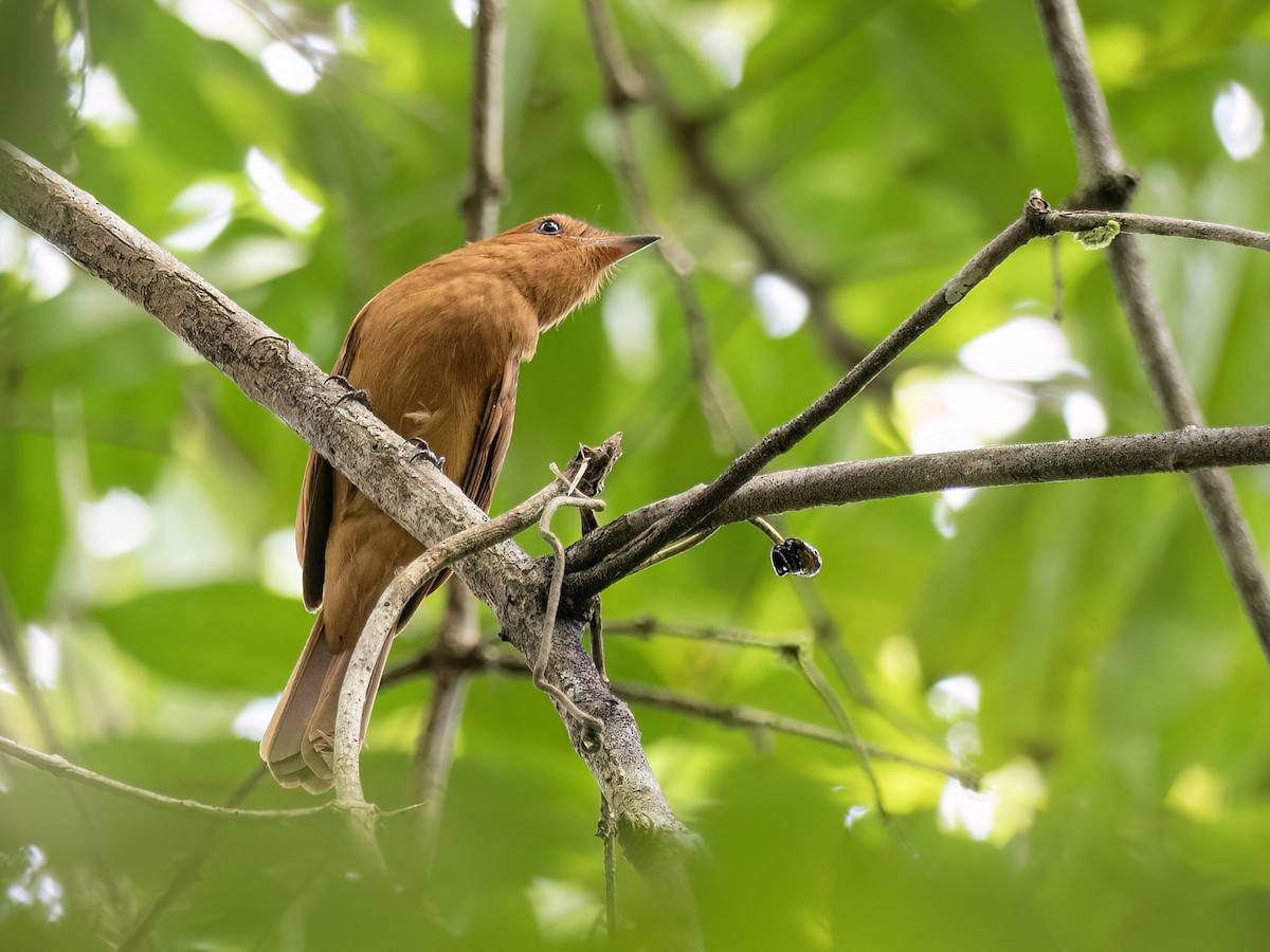 Rufous Mourner - ML646771822