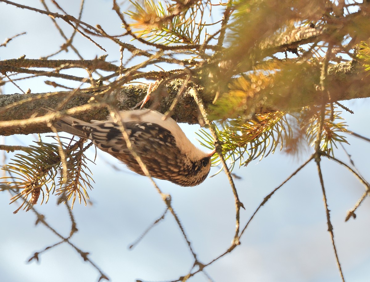 Grimpereau brun - ML646771826