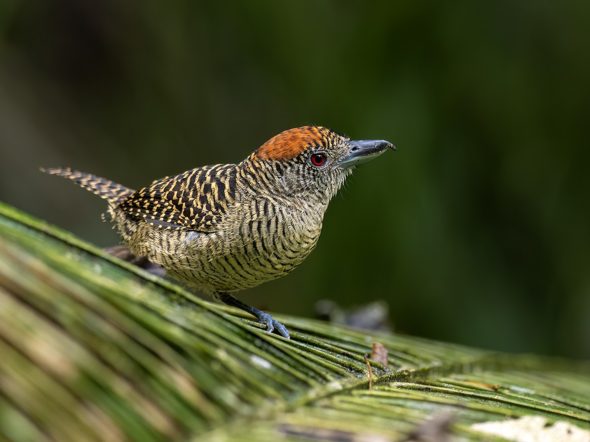 Fasciated Antshrike - ML646771829