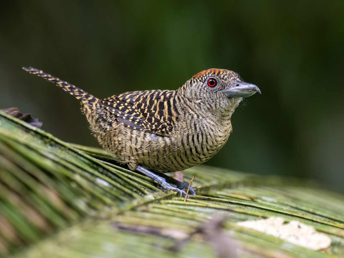 Fasciated Antshrike - ML646771830