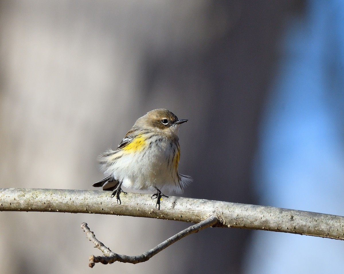 Paruline à croupion jaune - ML646771831
