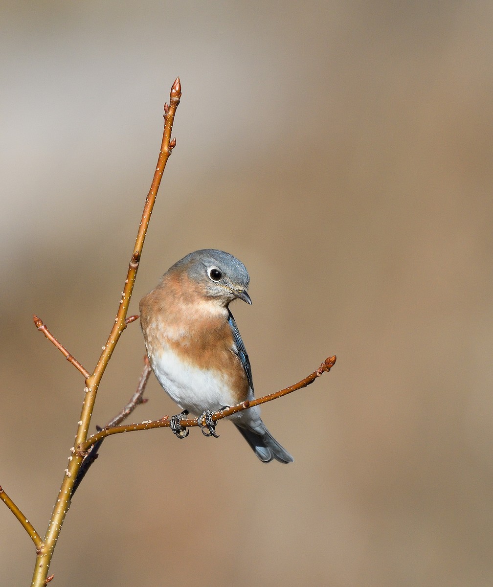 Merlebleu de l'Est - ML646771833