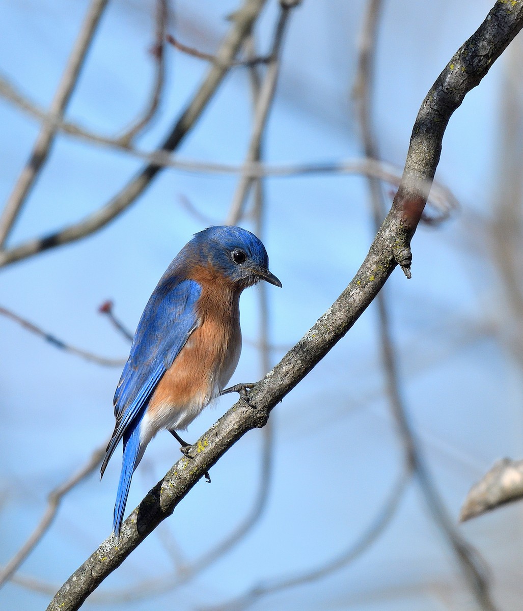 Merlebleu de l'Est - ML646771834