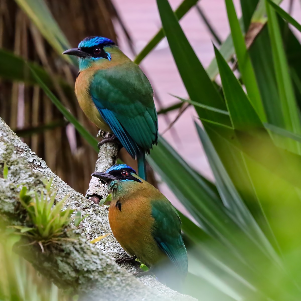 Lesson's Motmot - ML646771835