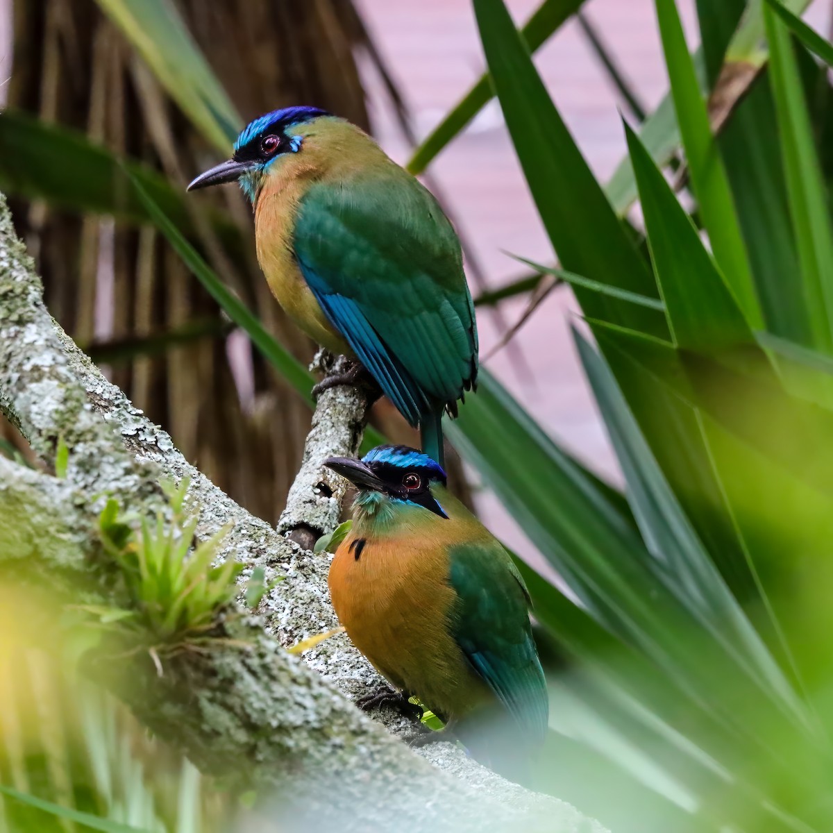 Lesson's Motmot - ML646771836