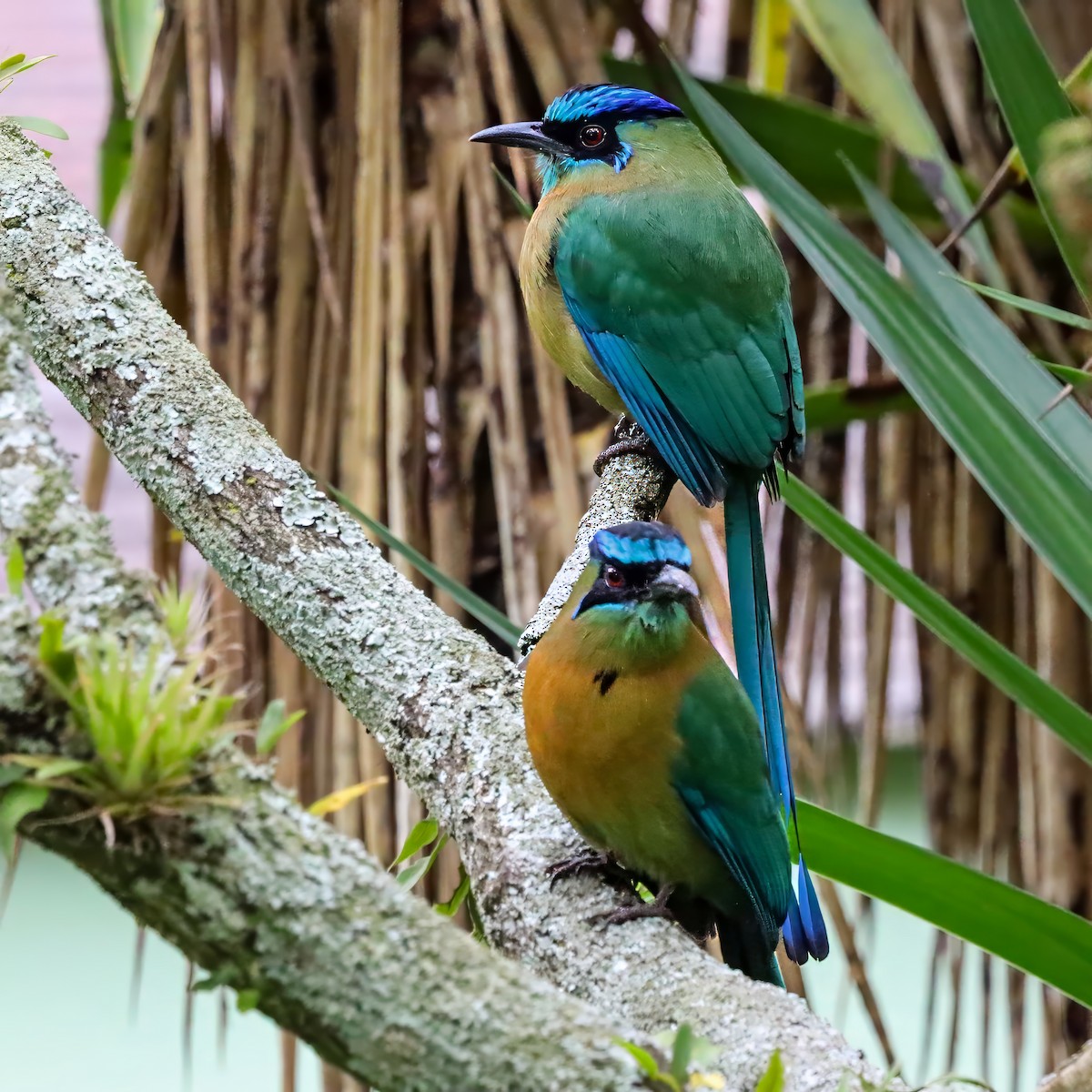 Lesson's Motmot - ML646771837