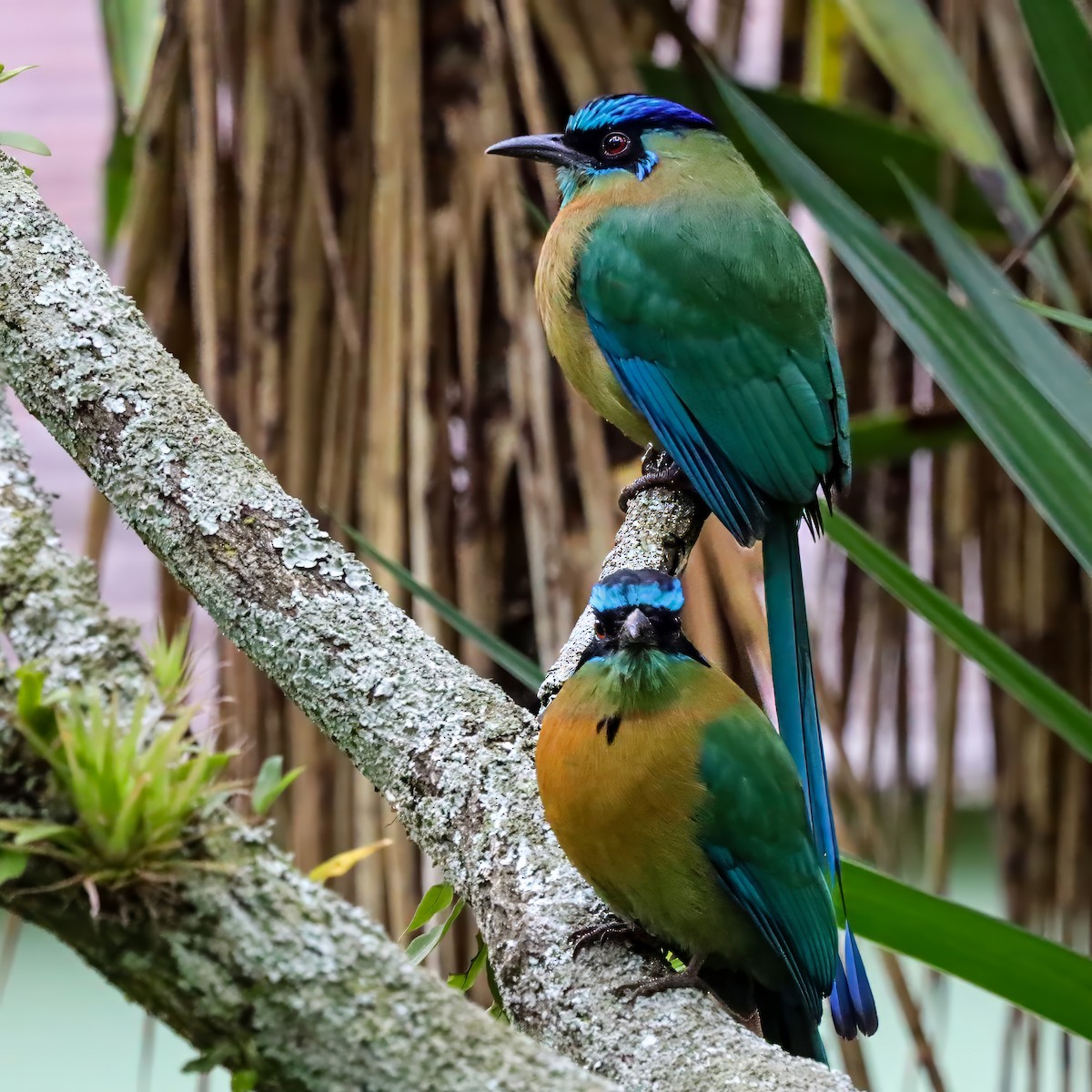 Lesson's Motmot - ML646771838