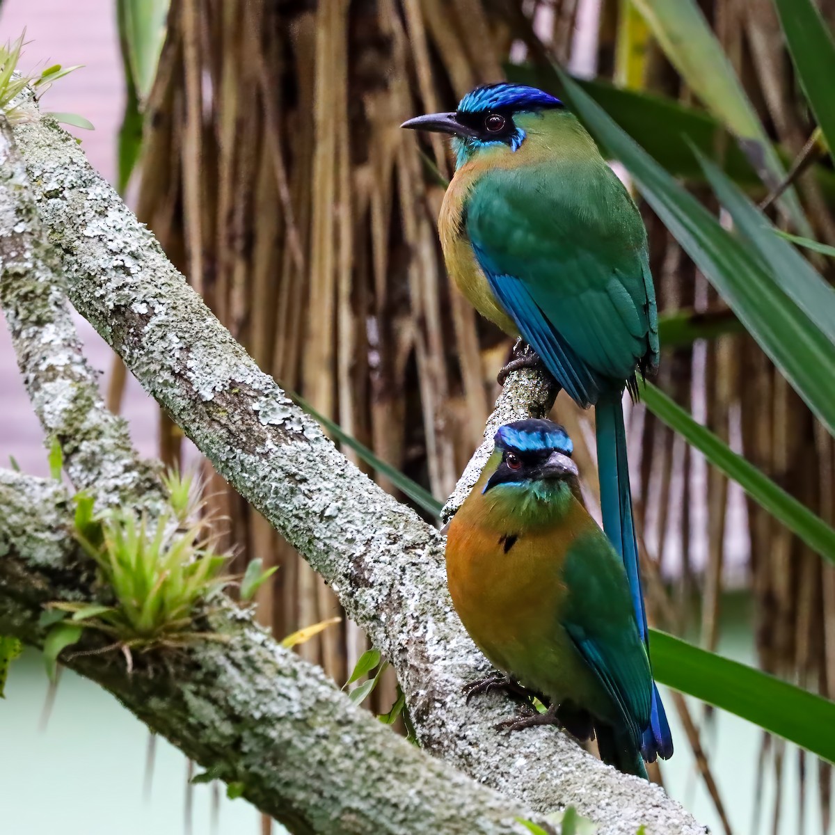 Lesson's Motmot - ML646771839