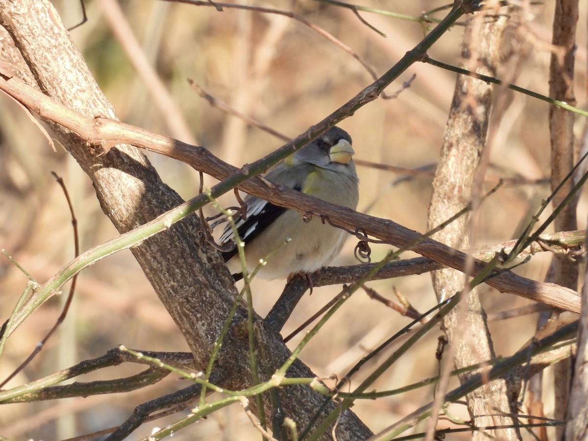 Evening Grosbeak - ML646771840