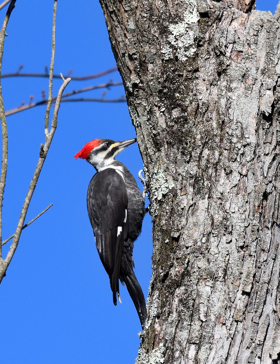 Grand Pic - ML646771841