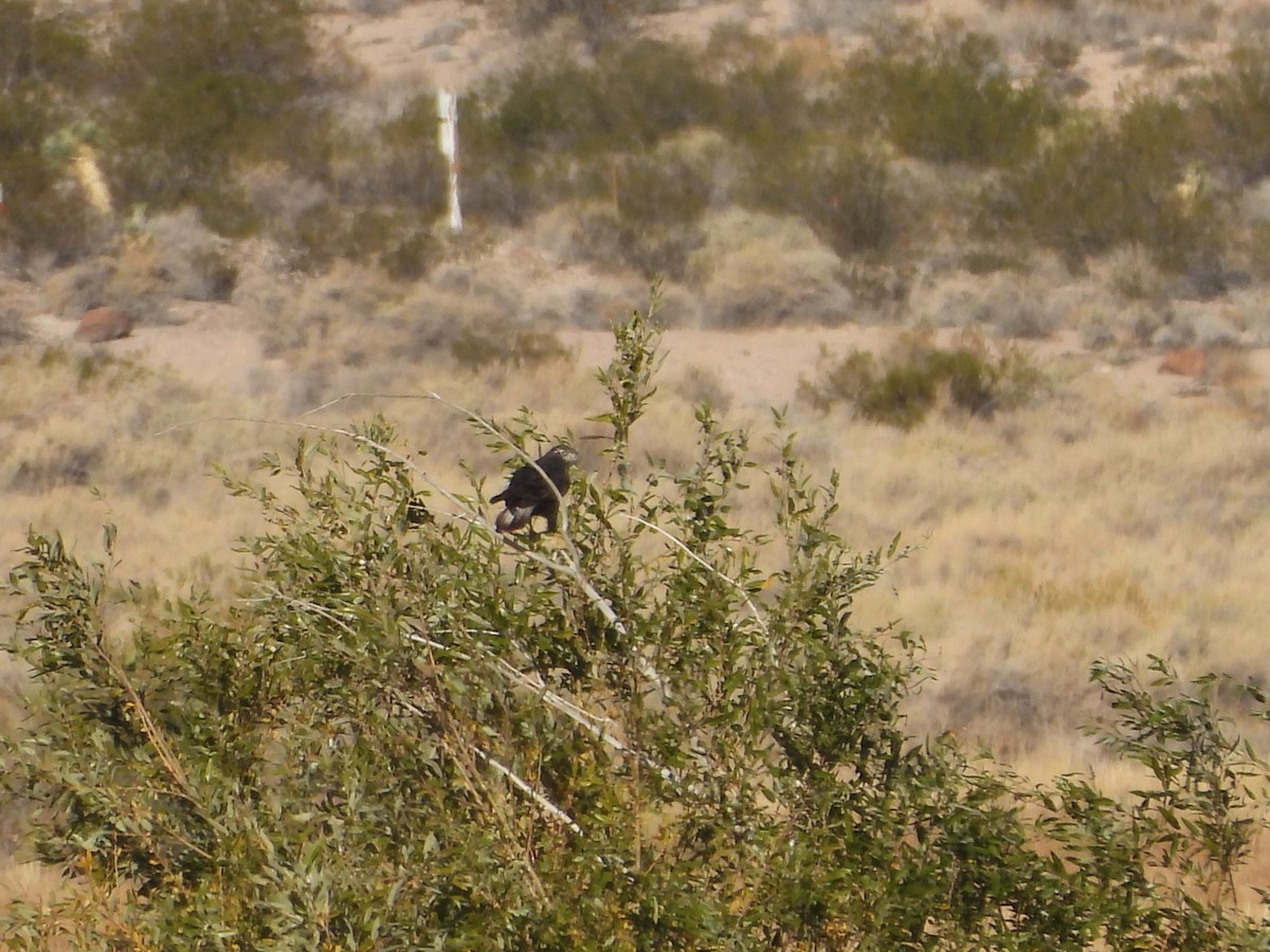 Red-tailed Hawk (Harlan's) - ML646771842