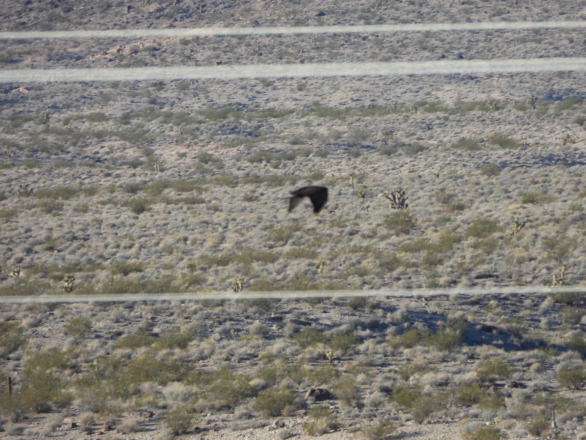 Red-tailed Hawk (Harlan's) - ML646771843