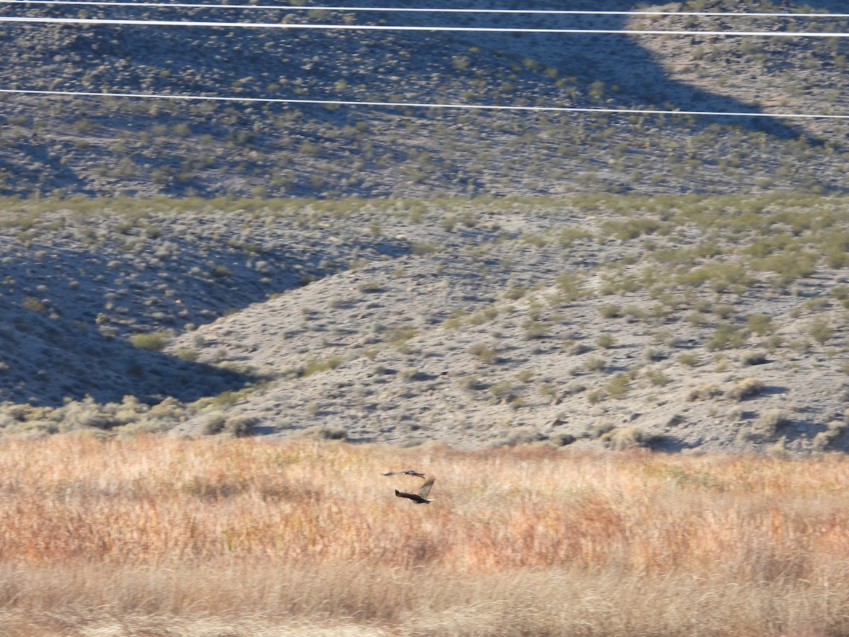 Red-tailed Hawk (Harlan's) - ML646771844