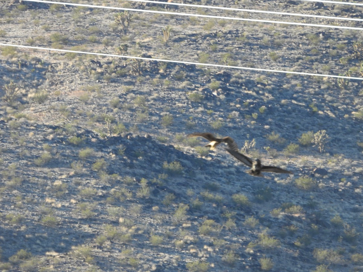 Red-tailed Hawk (Harlan's) - ML646771845