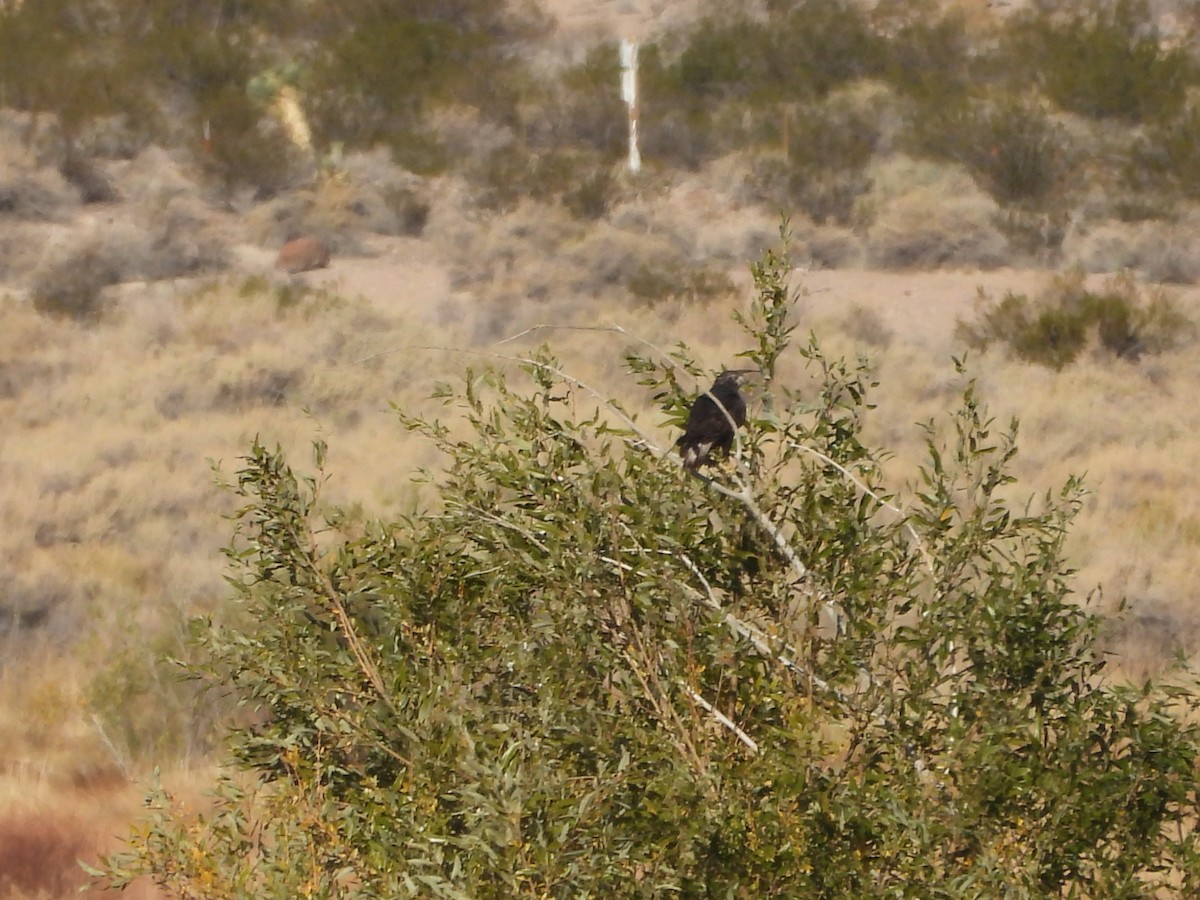 Red-tailed Hawk (Harlan's) - ML646771846