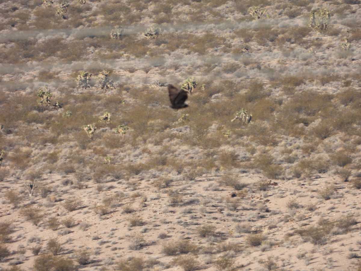 Red-tailed Hawk (Harlan's) - ML646771847