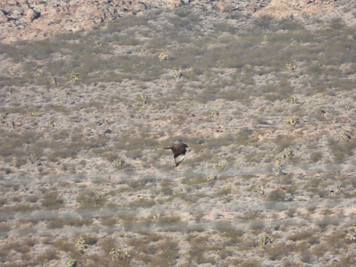 Red-tailed Hawk (Harlan's) - ML646771848