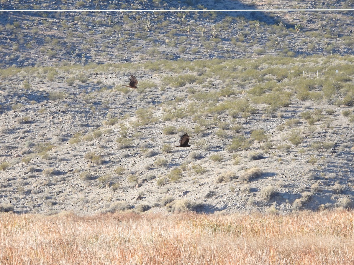 Red-tailed Hawk (Harlan's) - ML646771849