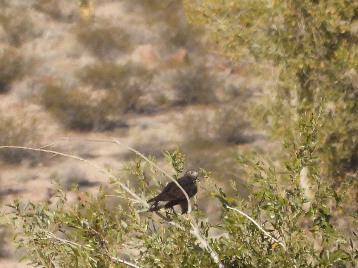 Red-tailed Hawk (Harlan's) - ML646771850