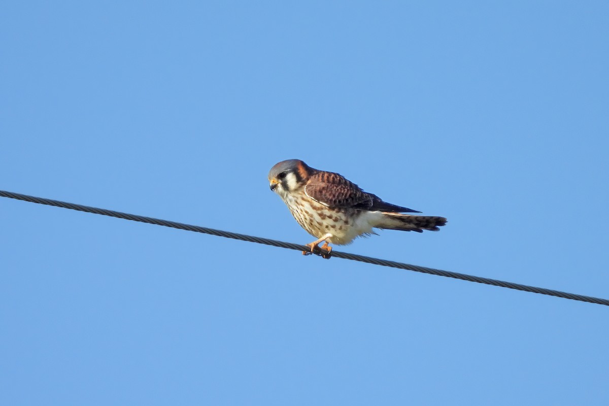 Воробьиная пустельга - ML646771851