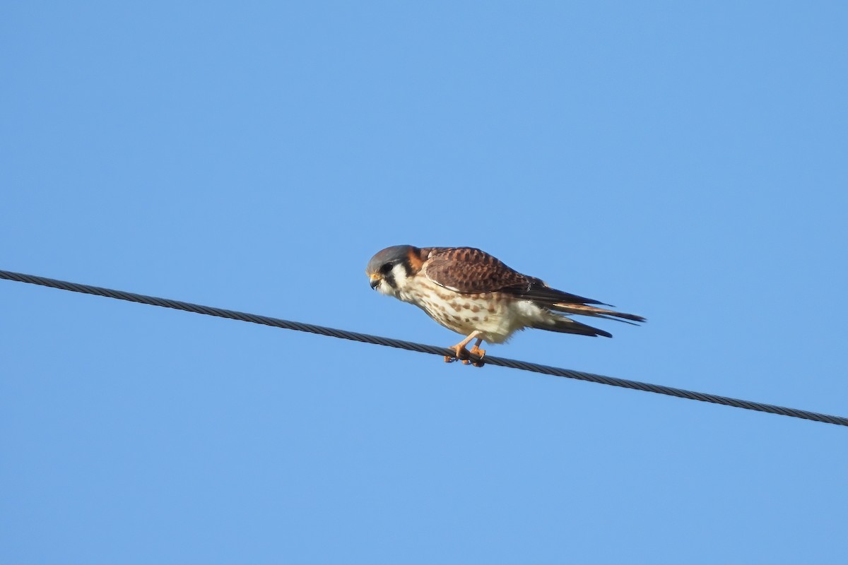 Воробьиная пустельга - ML646771852