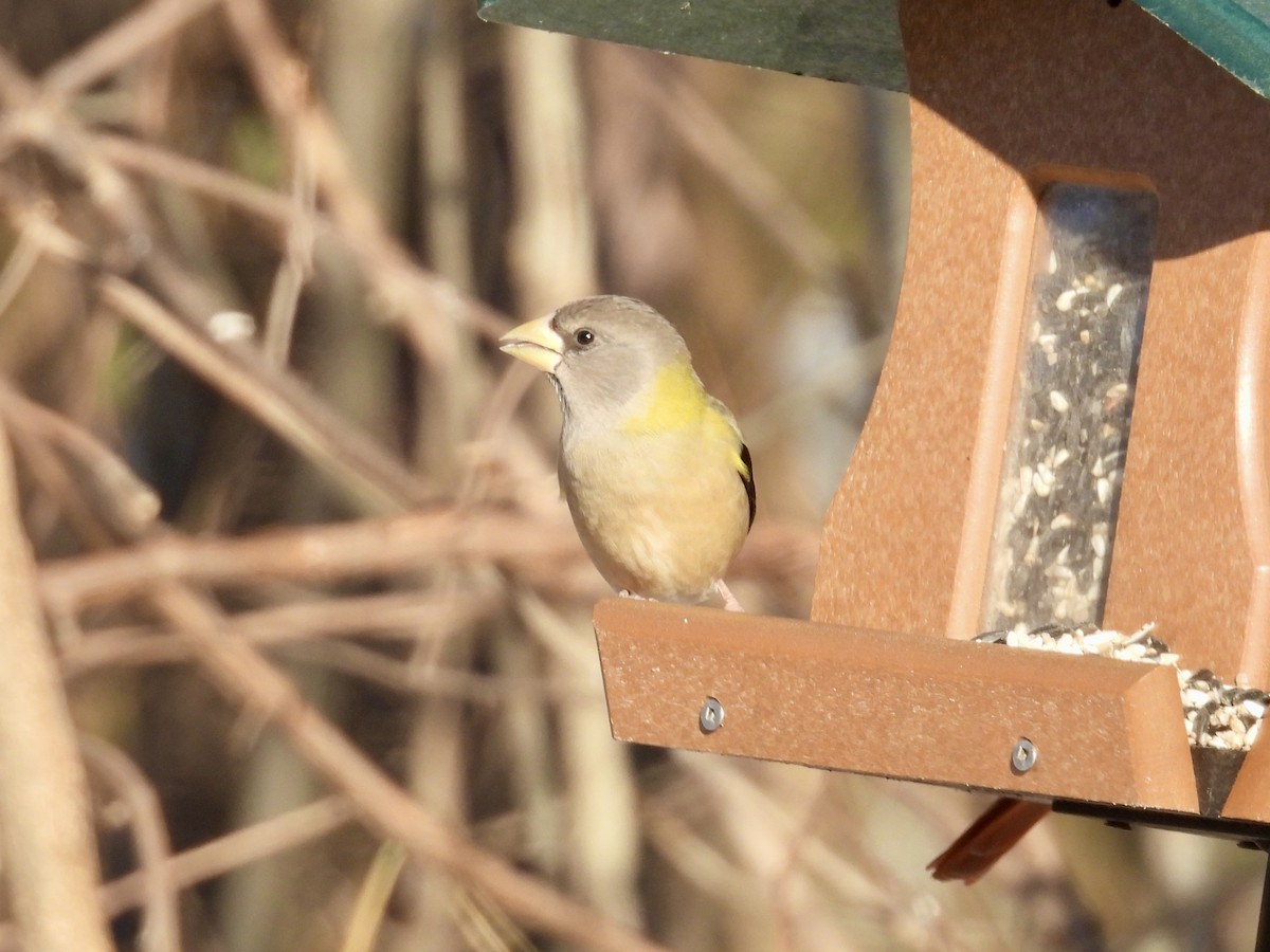 Evening Grosbeak - ML646771853