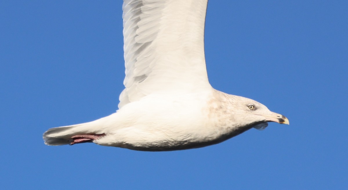 Gaviota de Delaware - ML646771857