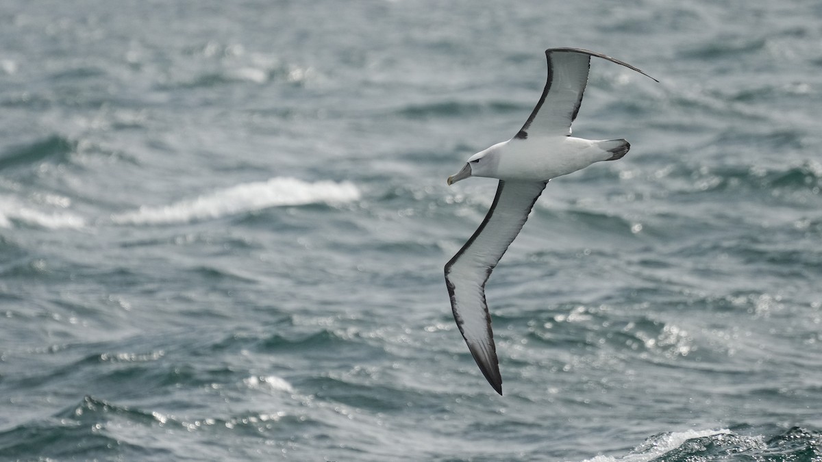 svartflekkalbatross - ML646771860