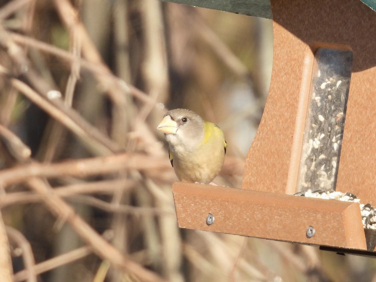 Evening Grosbeak - ML646771862