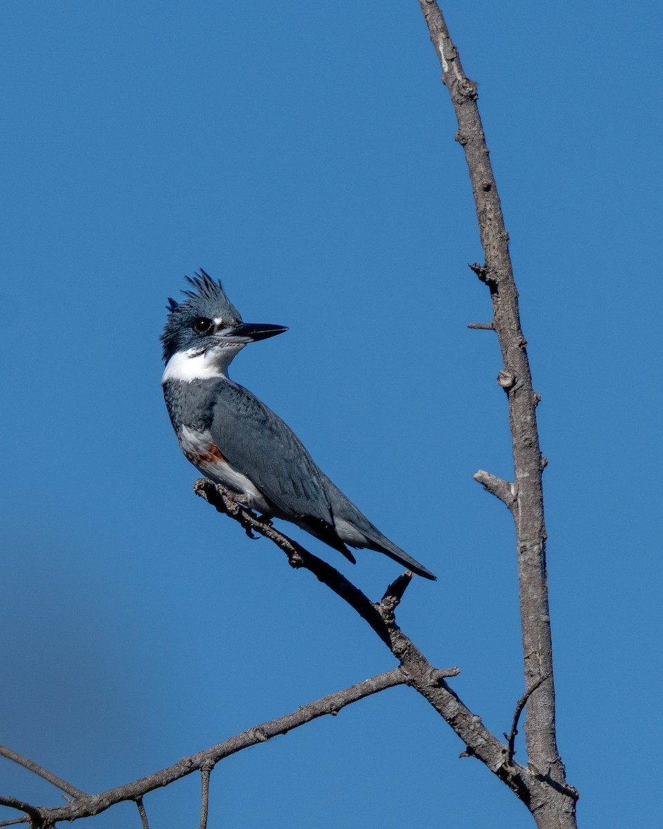 Belted Kingfisher - ML646771863