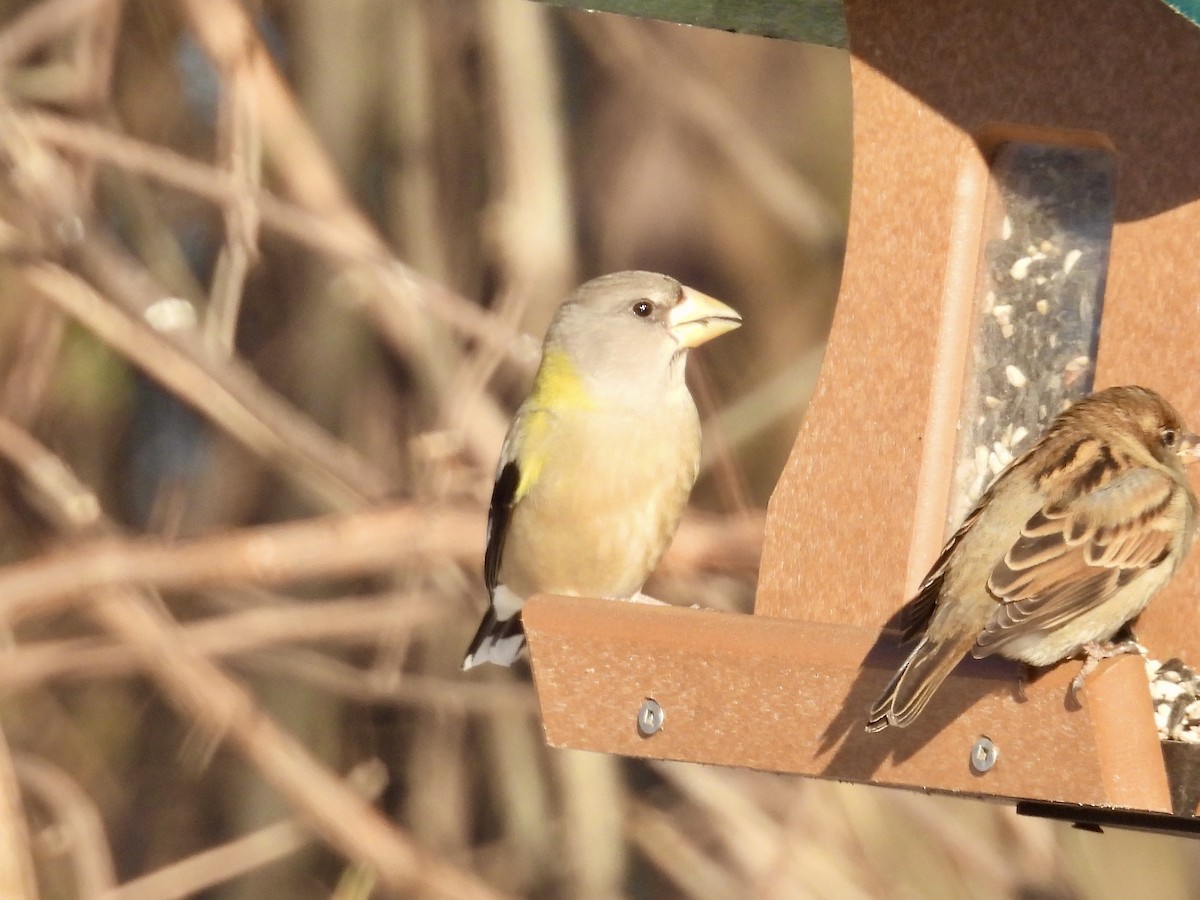 Evening Grosbeak - ML646771864