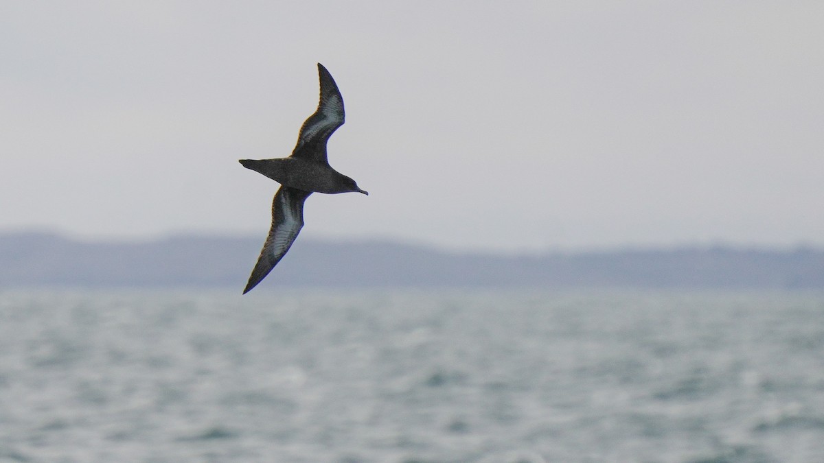 Sooty Shearwater - ML646771866